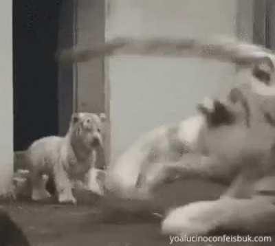 Baby white tiger attempted to scare mom but end up scared herself