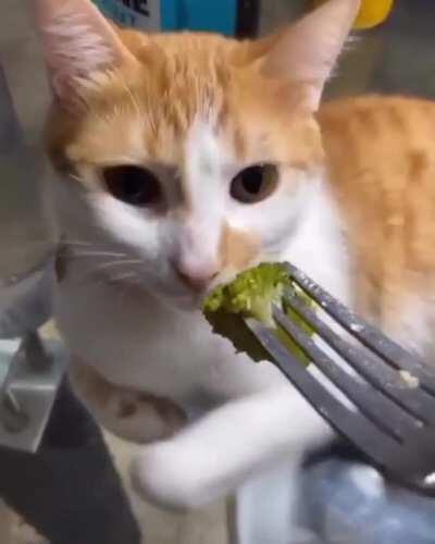 WCGW, Sniffing some broccoli