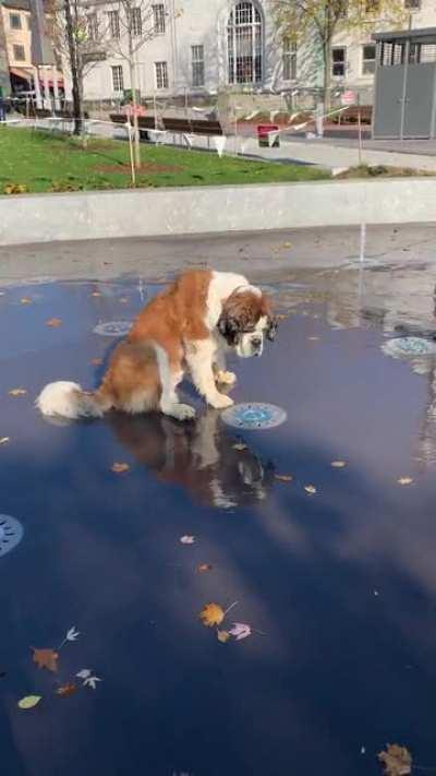 We Recently Got New Fountains Installed at the Park. My Dog Hasn’t Quite Figured Them Out.