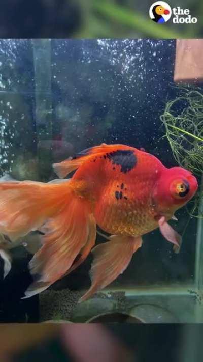 10 years old gold fish restoring it's color