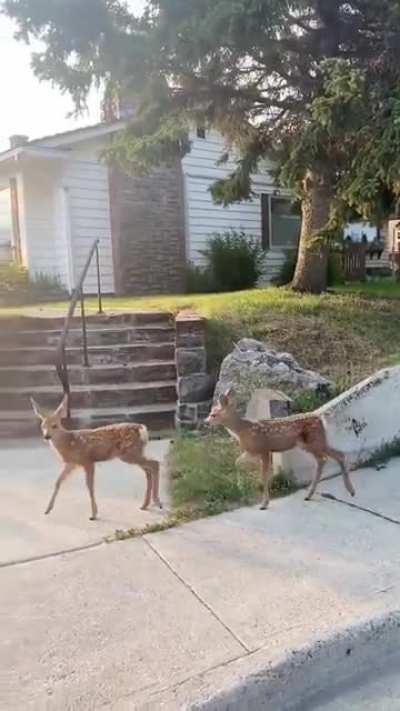 Friendly neighborhood deer