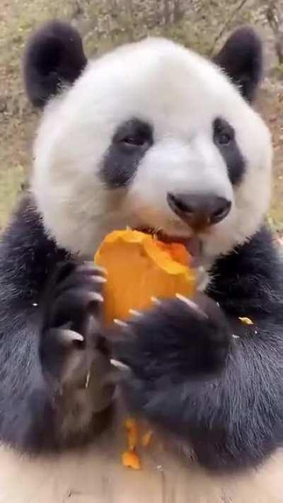 Eat pumpkin...!!!