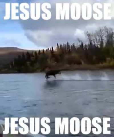 jesus moose