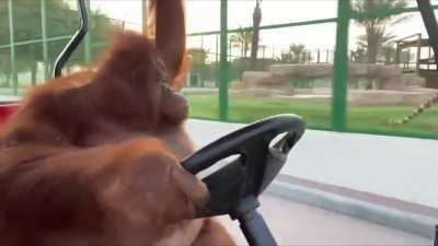 My friend felt this Great Ape could use some cruising music.