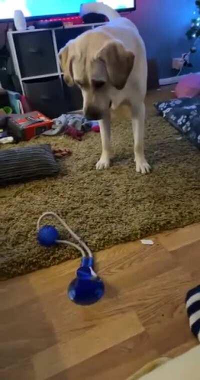 Dog attempts to pick up a suction cup