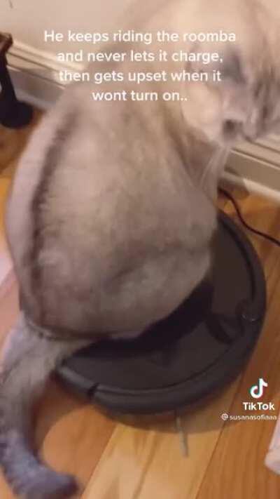 Cat on a roomba