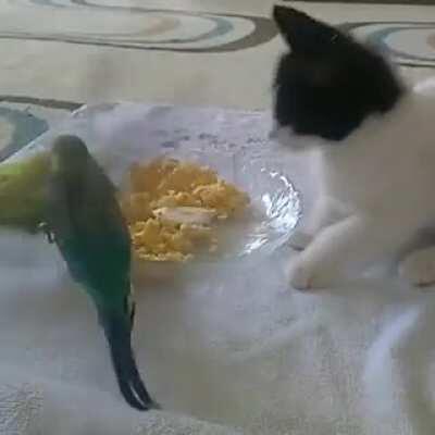 I Thought Cat and Bird aren't Allowed to be Friend.