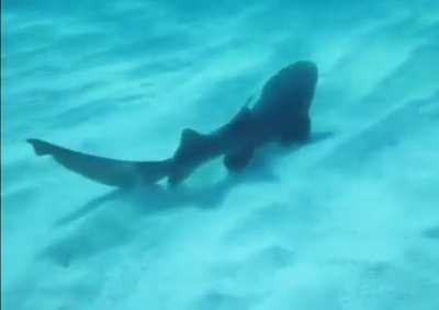 i’m sorry for not posting :( had a bad day, heres a shark sneezing!