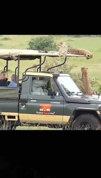 Cheetahs are the only big cats that rarely attack humans 