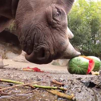 Watermelons were a smash hit