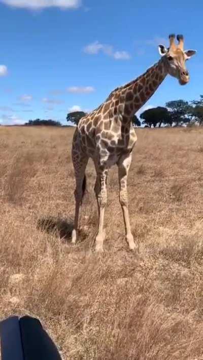 🔥 A giraffe eating some grass 🔥