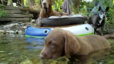 Puppy's first swim in the river behind his house