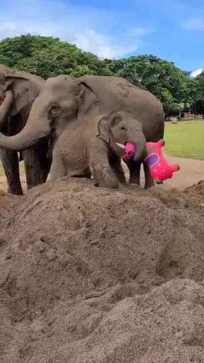 Baby elephant loves her new toy