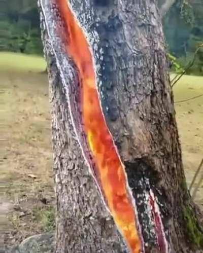 A fire starts inside a tree after it gets struck by lightning