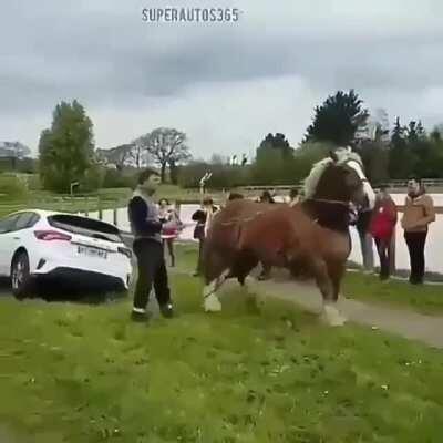 Horse pulling stuck car free.