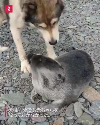 Baby seals are just water pups