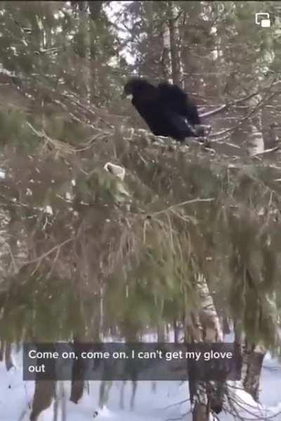 This raven has received plenty of training