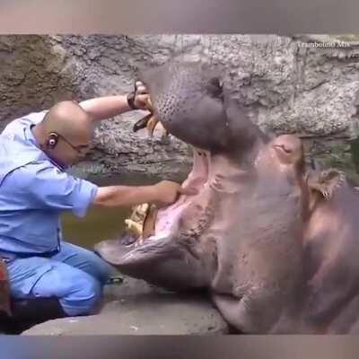 The Hippo Dentist