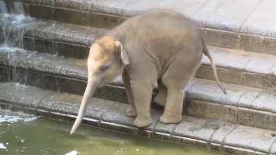 Measuring the depth in its trunk and then the plunge to cheer.