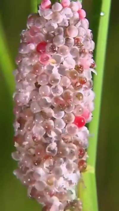 The snail's pink eggs, nature's tiny coloured treasures in a world of green.