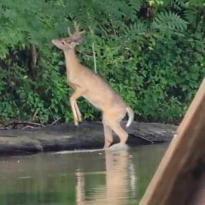 Little buck still in velvet enjoying some sumac.