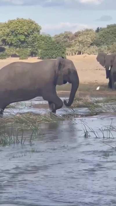 Elephant beating the crap out of a crocodile