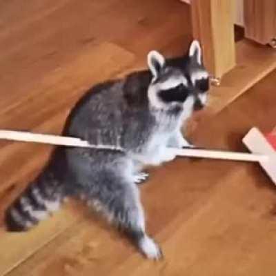 Real Raccoon Hours