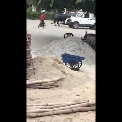 Bull vs. Scooter