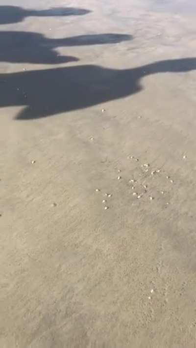 Mole crabs emerging from the sand 