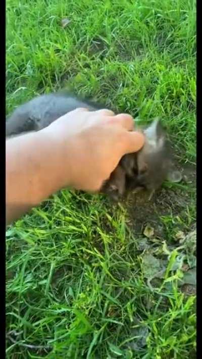 squeaky baby fox