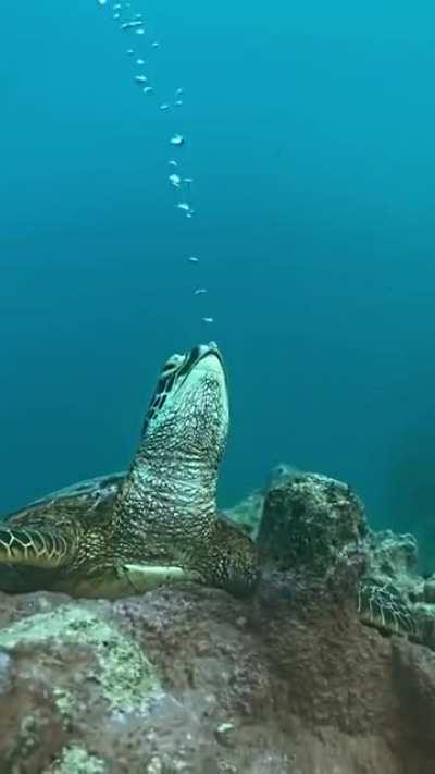 Turtle making bubbles