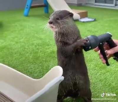 Otter protecting box from getting wet