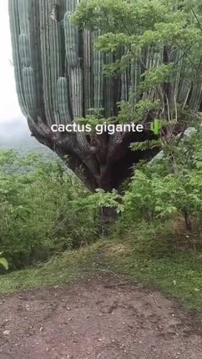 This huge cactus!