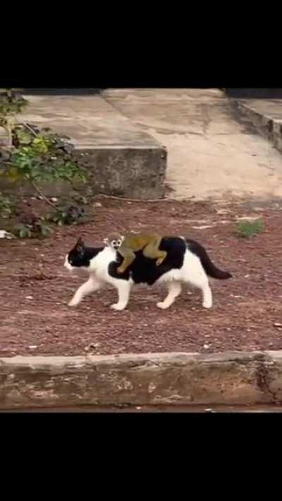 Cat carrying a little monkey