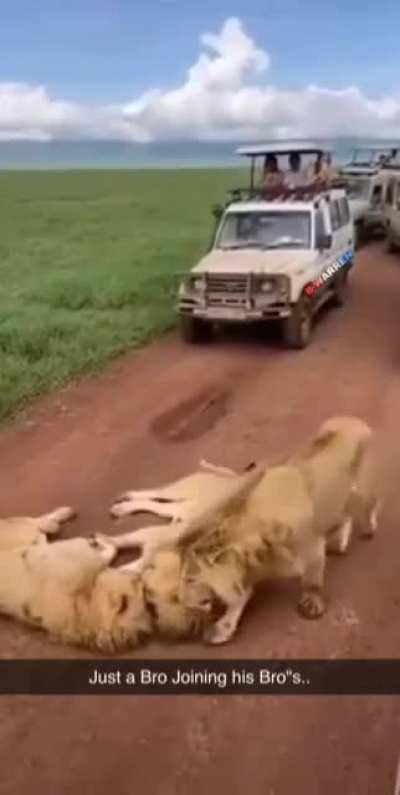 Lion roadblock