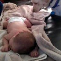 Dog covers up sleeping baby with a blanket