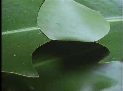 This caterpillar creates a little hut to hide from predators while eating