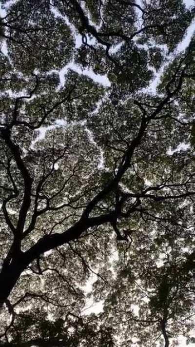 Crown Shyness - a phenomenon where trees social distance from one another!