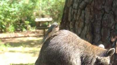 Ballsy titmouse stealing a raccoon's hair while occupied with stealing from the bird feeder.