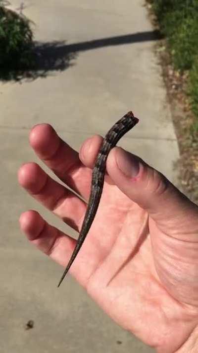 This lizard tail I found on the path. (Some lizards drop their tails as a defense mechanism, in a behavior called &quot;caudal autotomy&quot;. This tail did not have a lizard attached when I found it.)