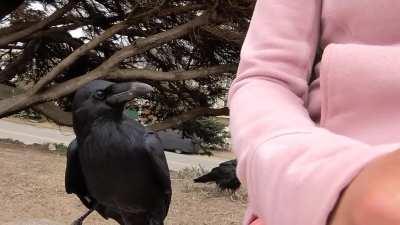 Blueberry the raven, &quot;I would like to talk to you about your car's extended warranty.&quot;