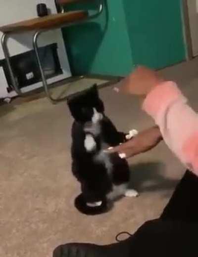 Playing with kitty