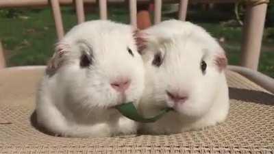 Guinea pigs eating grass