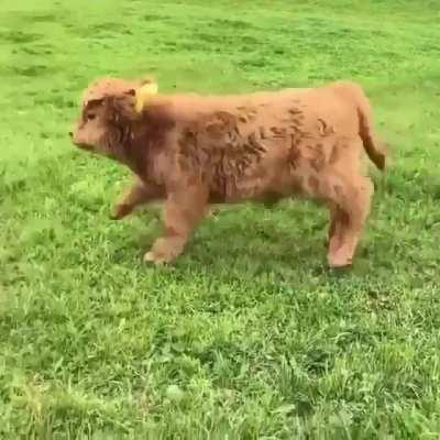 Hi Hooman. Hay, thats my son right there, He’s a little silly