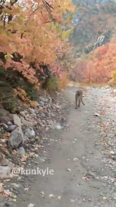 Hiker has a terrific 6 minute encounter with a mountain lion