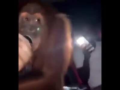 wtf? orangutan with unreleased uzi? what song will he play next? 🤔