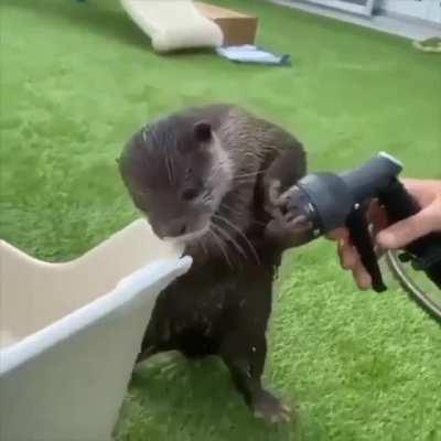 Otter vs. Hose