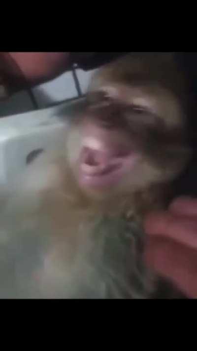 Monky smok weed ?