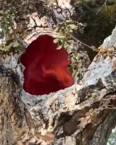 Fire burning inside of a tree due to the lightning