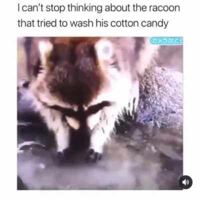 Raccoons wash their food before eating it. WCGW